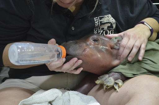 Cincinnati Zoo says premature hippo calf shows progress
