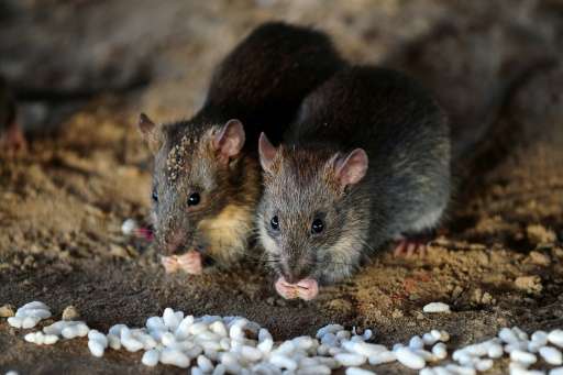 City officials say there is no scientifically accurate way to count the number of rats in New York, but SenesTech says four pair
