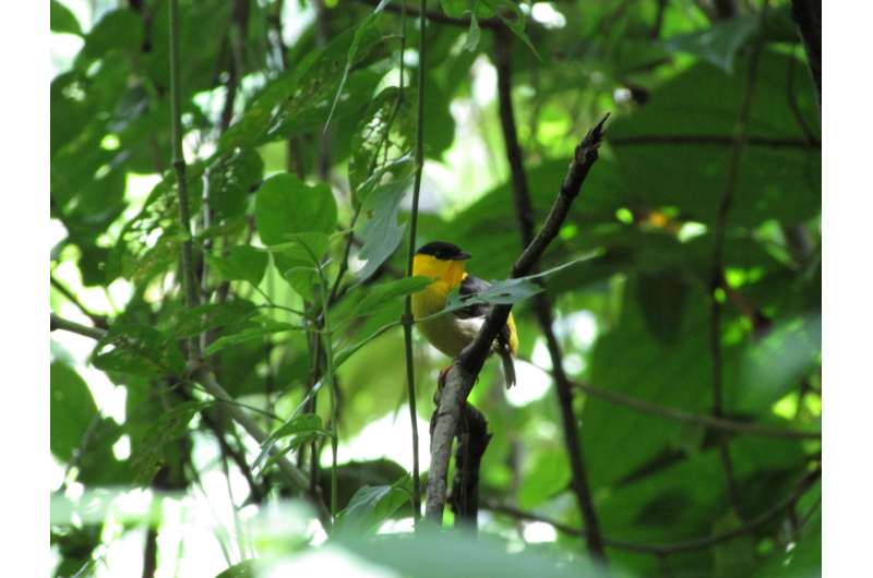 Cleanliness is next to sexiness for golden-collared manakins in Panama