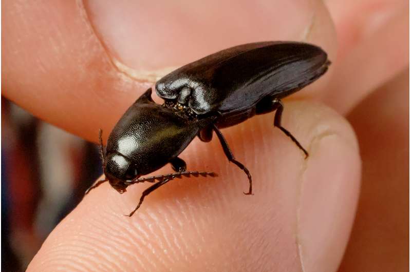 Click beetles inspire design of self-righting robots