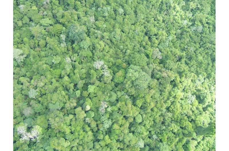 Climate policies alone will not save Earth's most diverse tropical forests