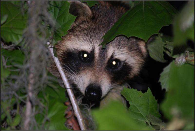 Coal burning linked to toxic contaminants found in raccoons
