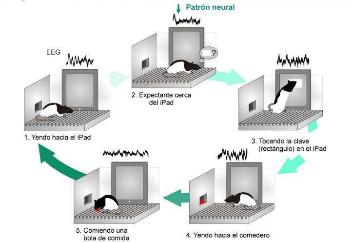 Cognitive-related neural pattern to activate machines