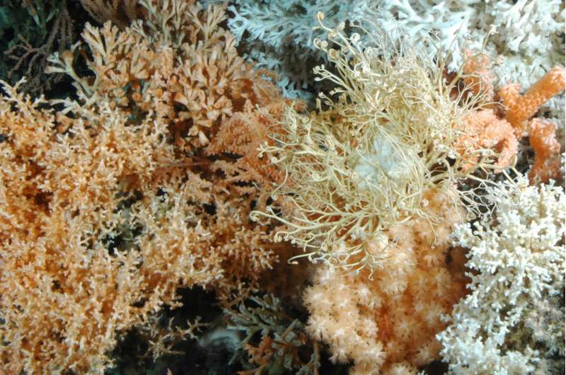 Cold-water corals: Acidification harms, warming promotes growth
