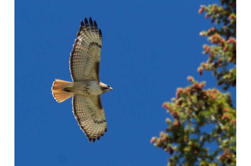 Combined count data reveals shifts in hawks' migratory behavior