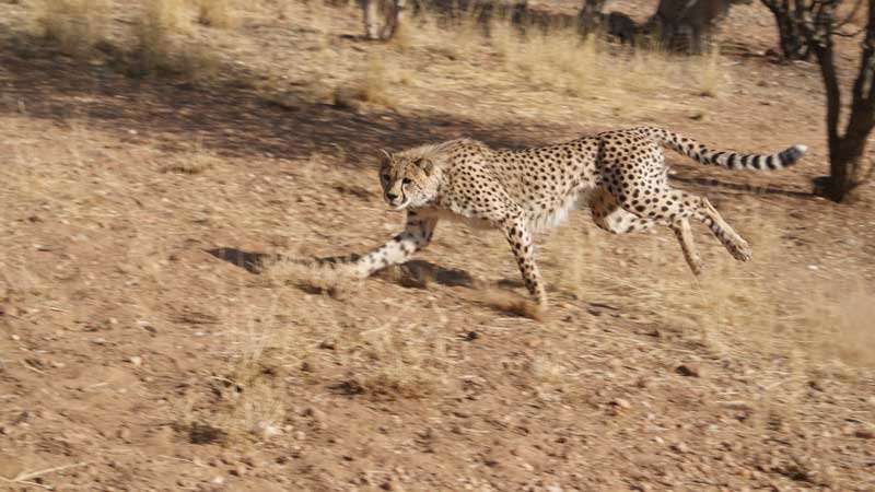 Combining technology and ancient tracking could help save the cheetah
