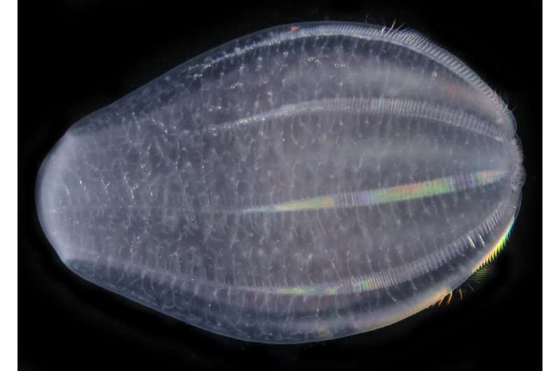 Comb jellies possibly first lineage to branch off evolutionary tree