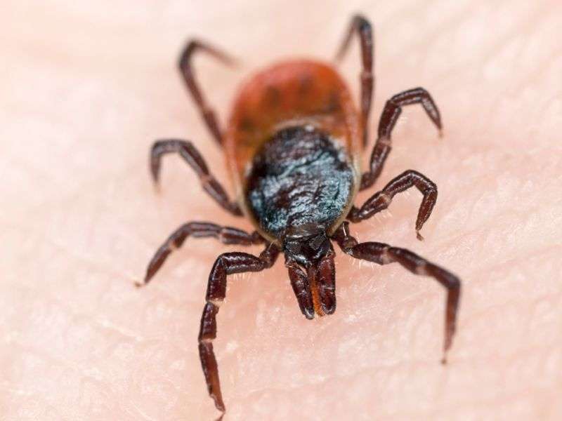 Coming this summer: more ticks and a deadly new tick-borne disease