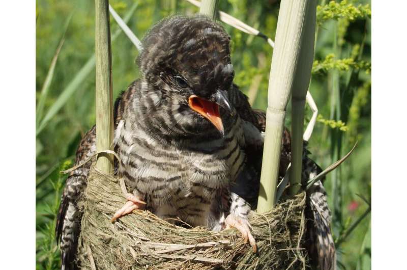 Common Cuckoos can distinguish the calls of their neighbors from a stranger's