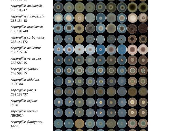 Comparative analysis of Aspergillus species provides genus-wide view of fungal diversity