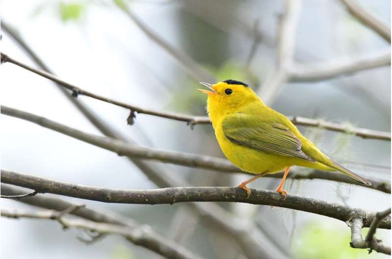 Complex, old-growth forests may protect some bird species in a warming climate