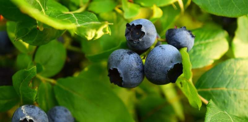 Compound found in berries and red wine can rejuvenate cells, suggests new study