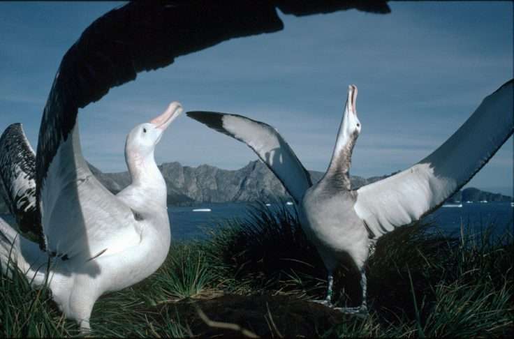 Conservation plans to protect the albatross