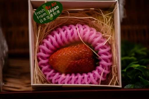 Consumers in Hong Kong pay 21.60 USD for a single Japanese strawberry, as demand for premium fruit soars