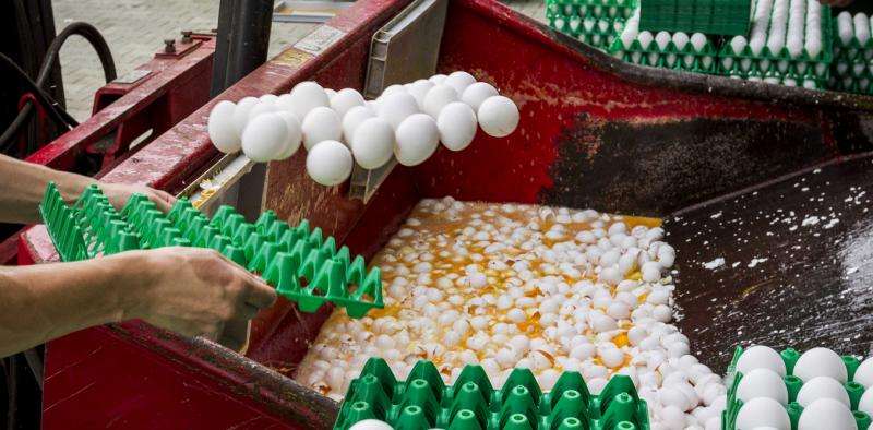 Contaminated eggs show continuing problems with supply chain