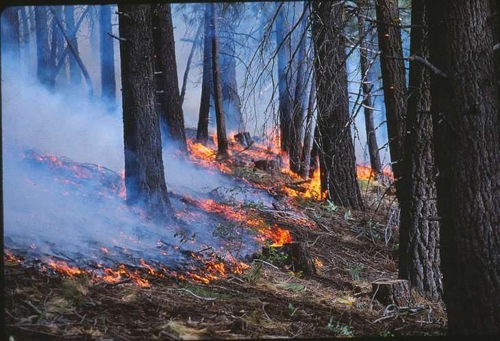 Controlled burns limited severity of Rim Fire, researchers find