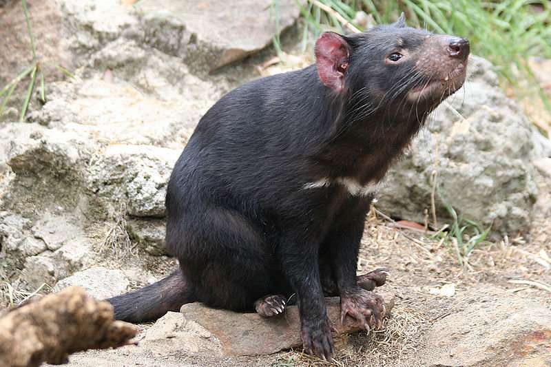 Cooling climate drove evolution of the Tasmanian Devil and its relatives
