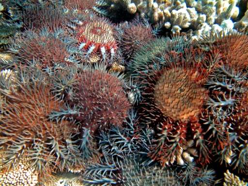 Coral eating starfish are seen in Australia's Great Barrier Reef, which has lost more than half its coral cover in the past 27 y