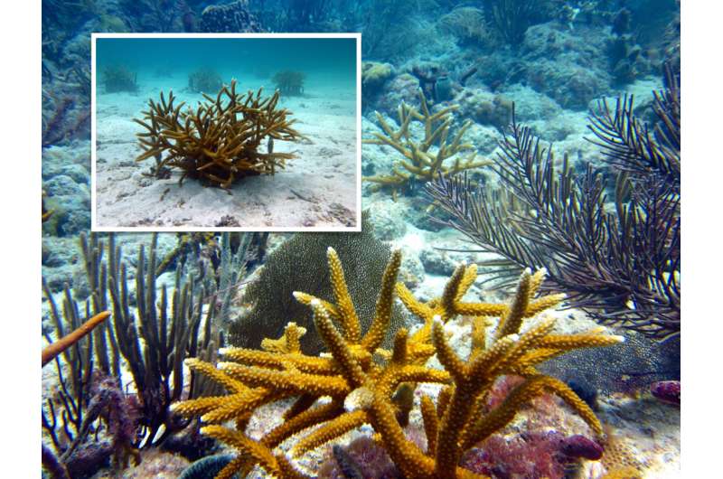 Coral gardening is benefiting Caribbean reefs, study finds