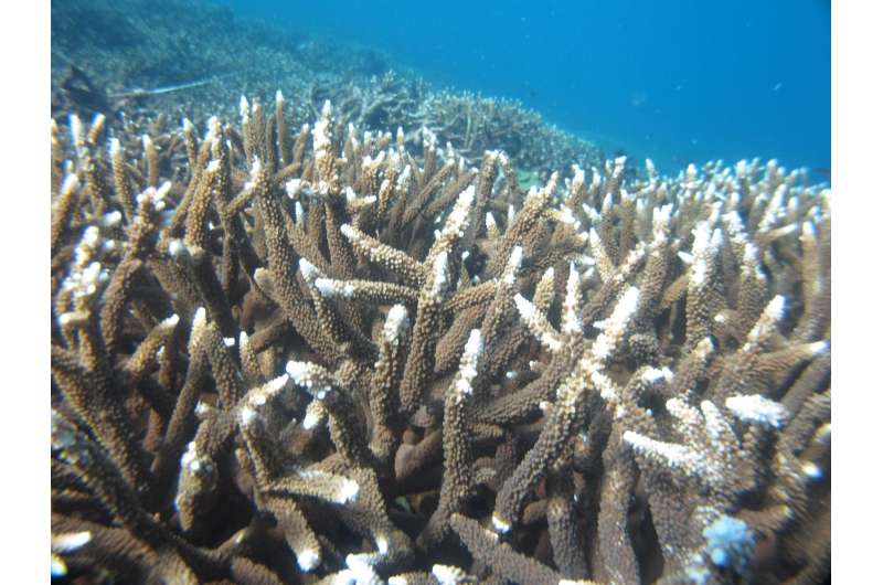 Coral loss on Palm Islands long precedes 2016 mass bleaching on Great Barrier Reef