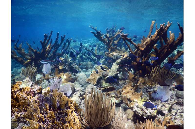 Coral reefs struggle to keep up with rising seas, leave coastal communities at risk