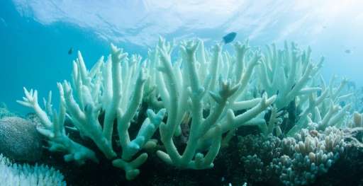 Coral reefs, such as Australia's Great Barrier Reef, are suffering from hot temperatures like never before in modern times, with