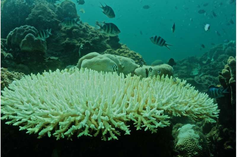 Corals die as global warming collides with local weather in the South China Sea