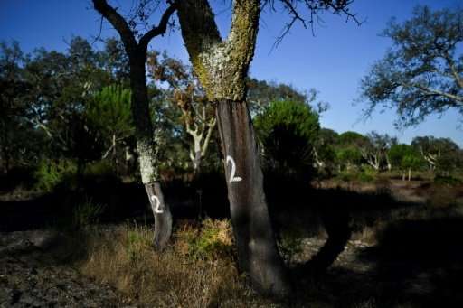Cork trees are almost human in their variety, their growers claim