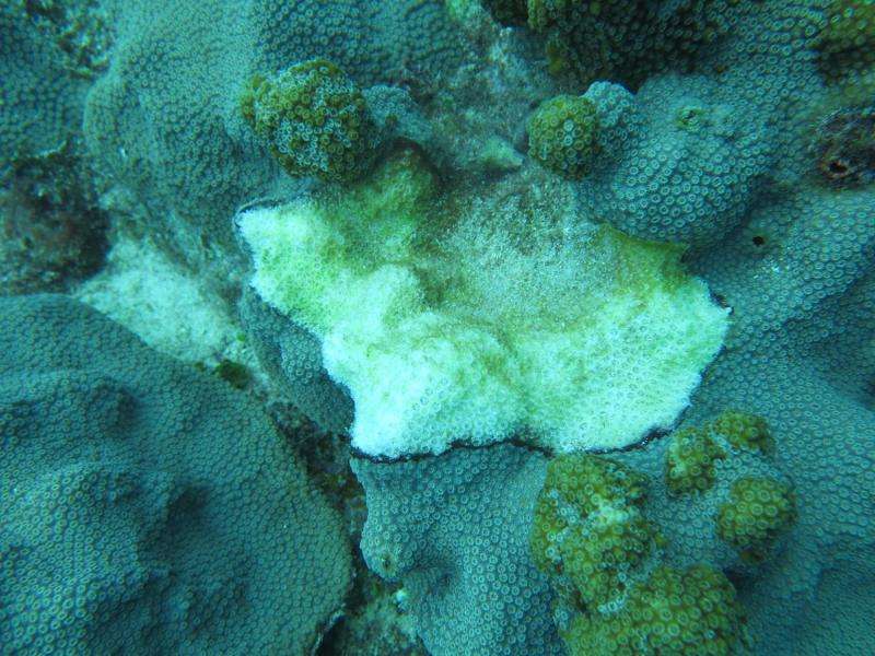 Could acidifying oceans slow down coral disease?