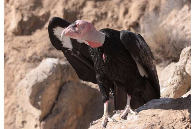 Could condors return to northern California?