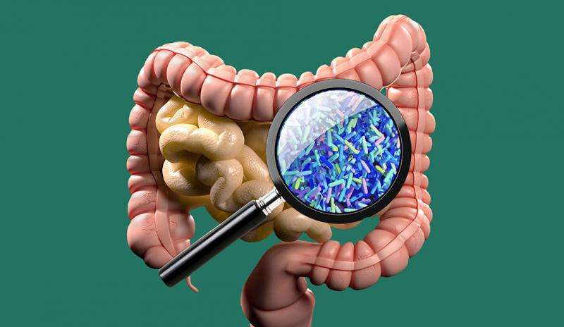 Could modifying gut microbes prevent or delay type 1 diabetes?