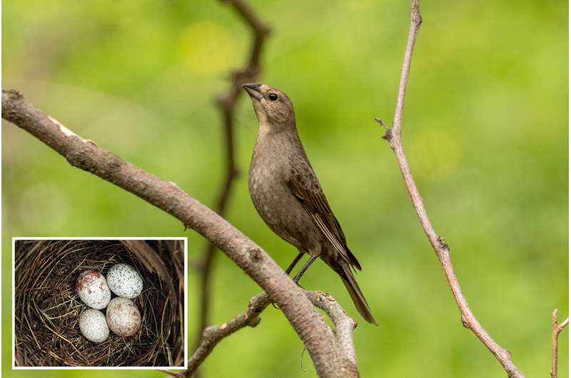Cowbird moms choosy when selecting foster parents for their young