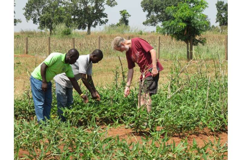 Cowpea protected from a devastating pest, free for smallholder African farmers