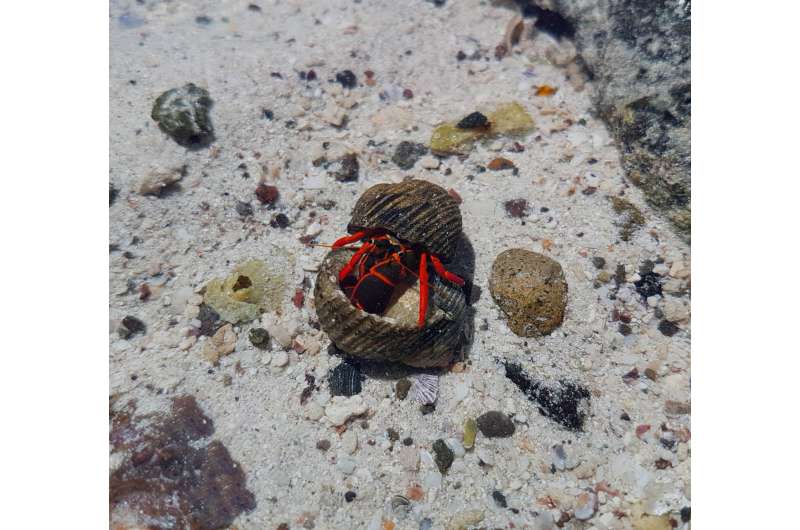 Cranky crabs in broken shells often have the upper claw in fights
