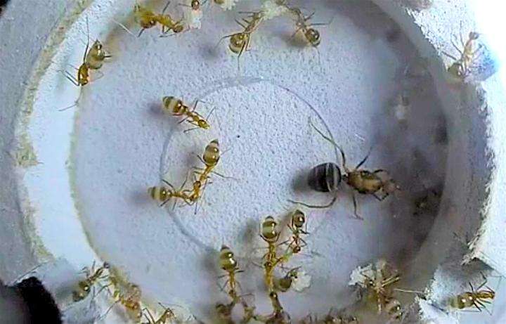 Crazy for ant eggs