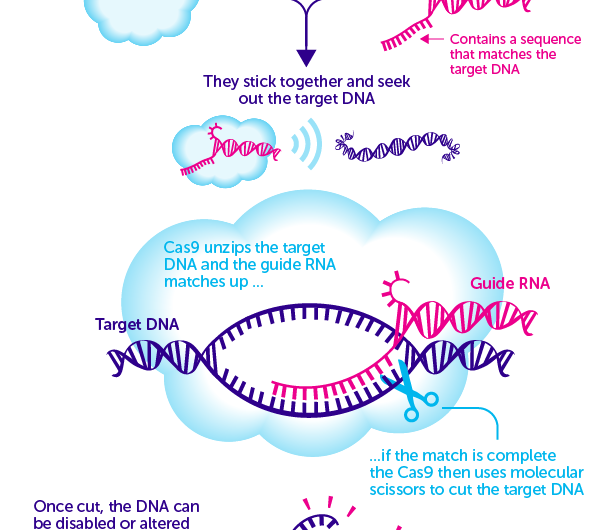 CRISPR genome editing and immunotherapy – the early adopter