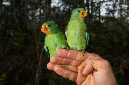 Critically endangered Swift Parrots are under threat from squirrel-like &quot;sugar gliders&quot; in a battle for space in Austr