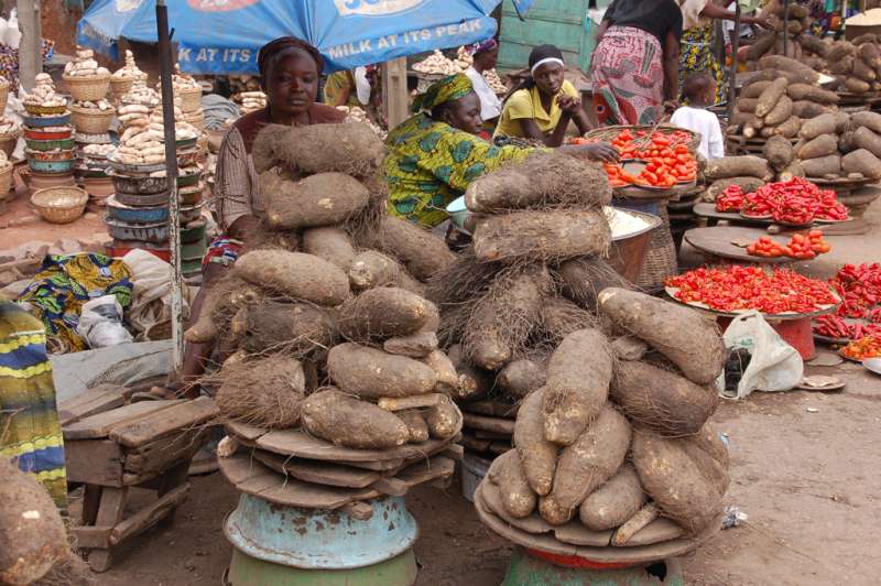 Crowning the 'King of the Crops': Sequencing the white Guinea yam genome