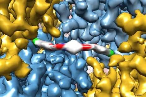 Cryo-electron microscopy advancements bring atomic-level life into clearer view