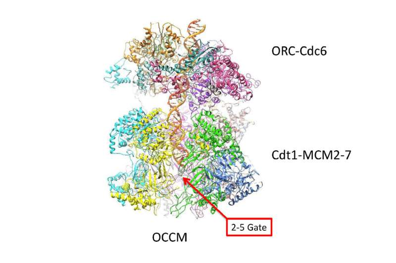 Cryo-EM imaging suggests how the double helix separates during replication