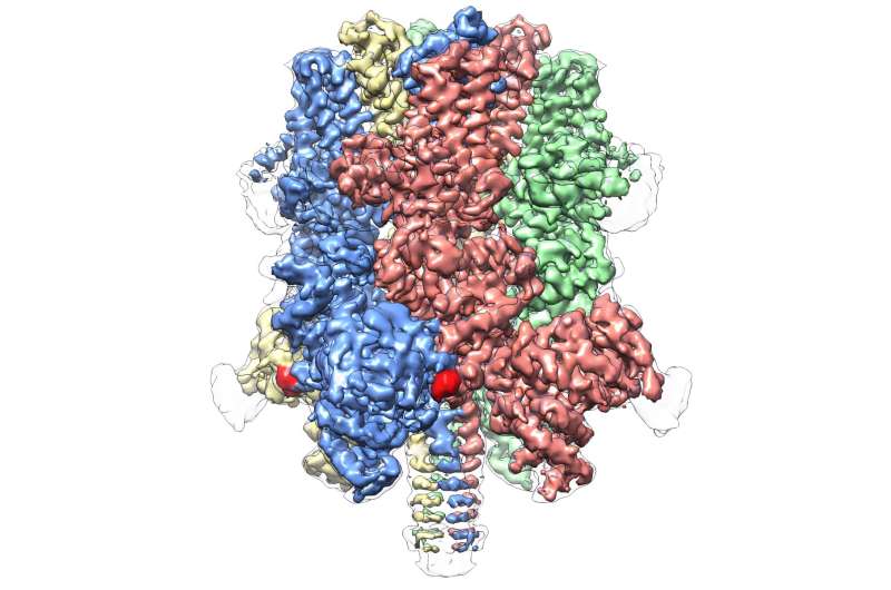 Cryo-EM reveals 'crown-like' structure of protein responsible for regulating blood flow