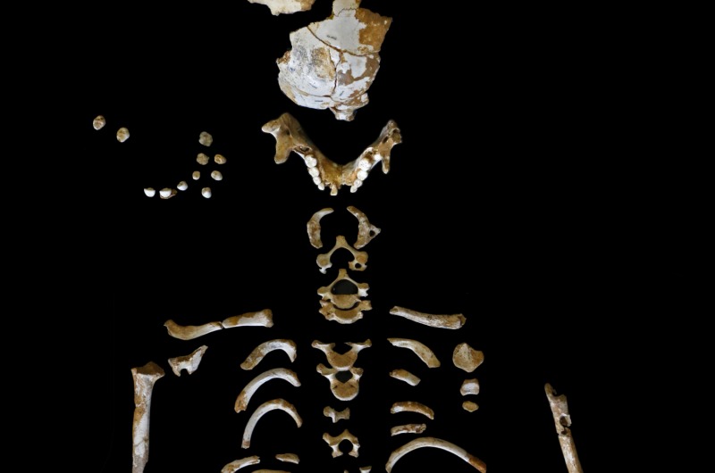 CSIC reconstructs how Neanderthals grew, based on an El Sidr&amp;#243;n child