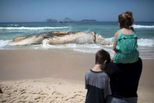 Curious onlookers approached a cordon to take photographs of the humpback, whose 14-meter-long carcass (45 feet) gave off a putr