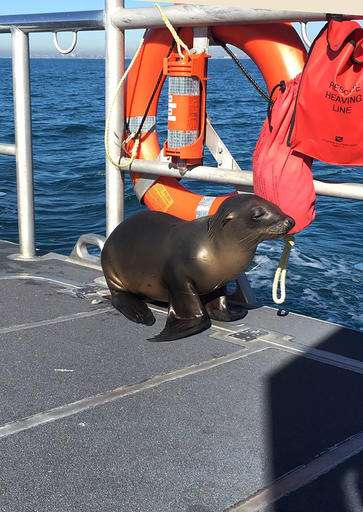 Cutest captain: Sea lion caught in fishing gear hops on boat