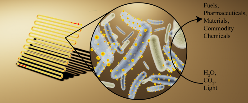 Cyborg bacteria outperform plants when turning sunlight into useful compounds (video)