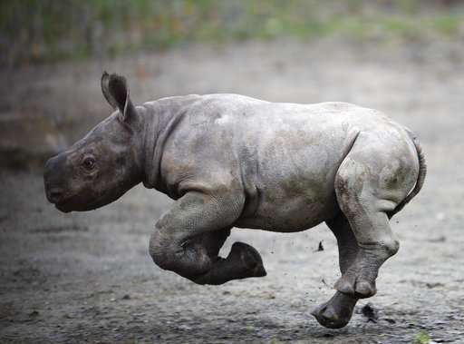 Czech zoo cheers birth of endangered eastern black rhino