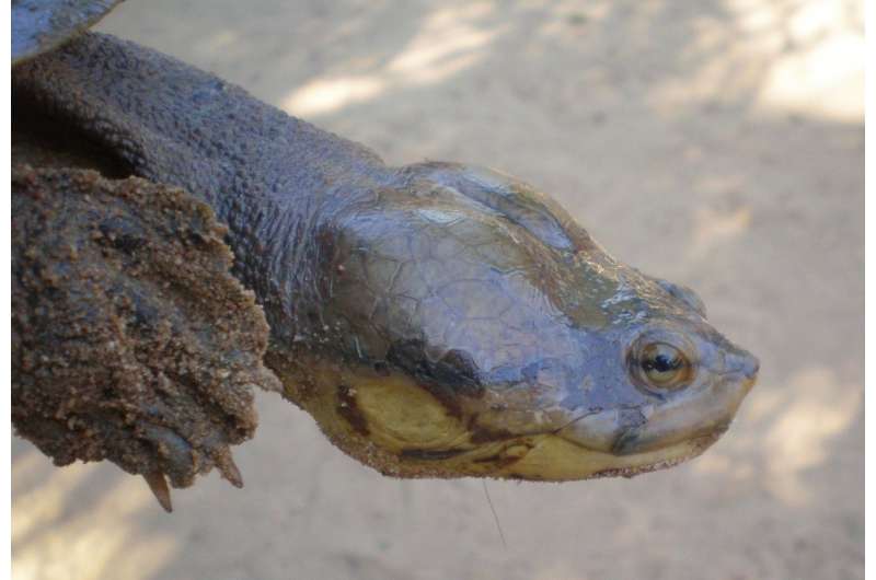 Dahl's toad-headed turtle threatened by fragmented habitat, shrinking populations