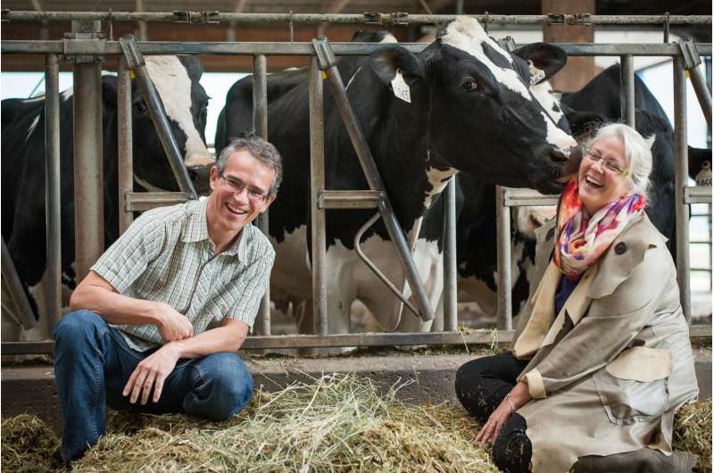 Dairy farmers should rethink a cow's curfew, says UBC researchers