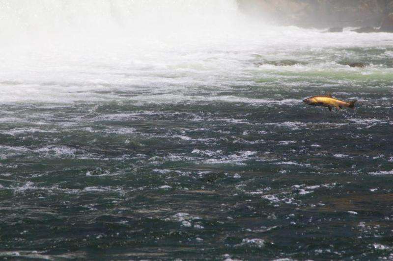 Dams and other barriers to salmon spawning grounds create challenges for fisheries managers