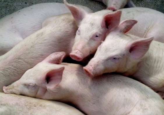 Deadly disease outbreak linked to commercial breeding of piglets